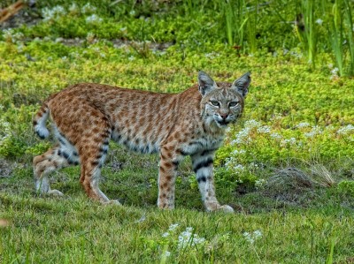 Bobcats-in-Kentucky Surprised Hunter’s Turkey Call Brings in Bobcat - OutdoorHub