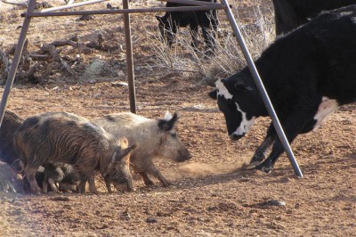 Feral Pigs can also transmit disease to livestock