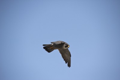 Falcon in the sky in Kansas City