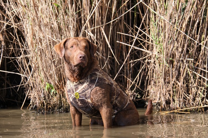 Getting a great hunting buddy, like Diesel Dog, isn’t easy. It takes work and determination!