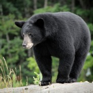 You can apply for a Michigan bear hunting license May 1 through June 1. Send in your application and get preparing now!