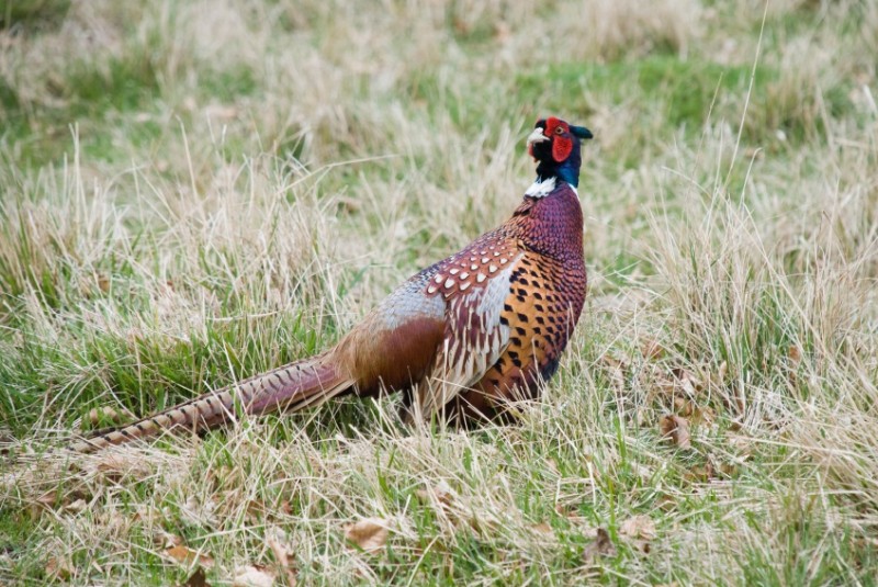 Pheasants Forever has selected 25 of the best bird hunting towns in the United States. See any familiar spots?