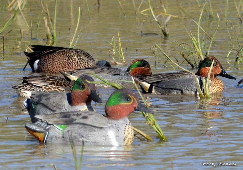 All duck decoys have to be rigged before you can use them. Some rigging varieties are MUCH easier than others.