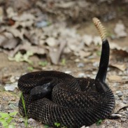 dark timber rattlesnake