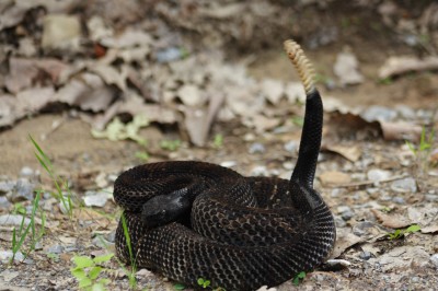 dark timber rattlesnake