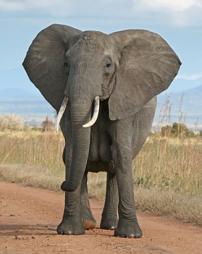 Ivory is a precious commodity in many parts of the world, elephants are often poached for it.