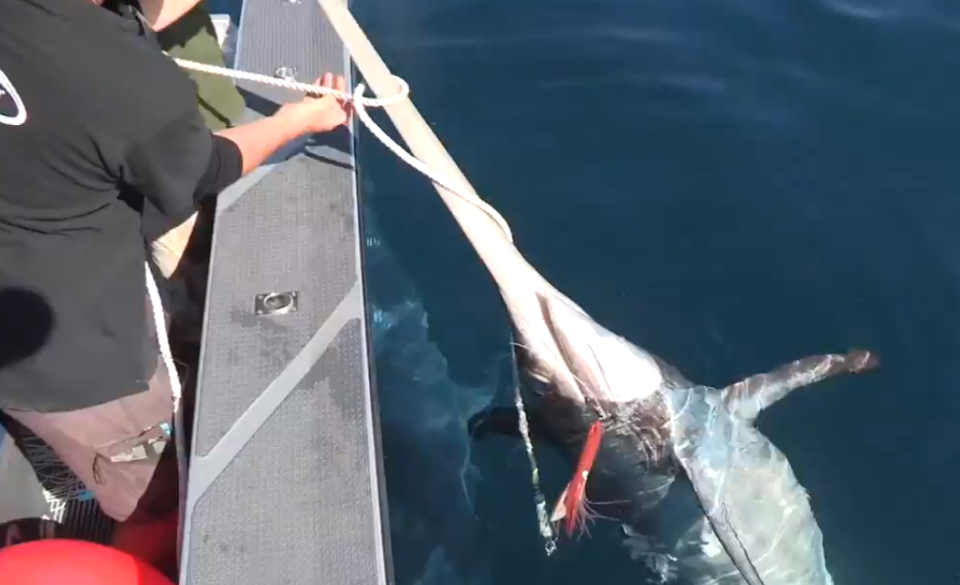 Giant Mako Shark Attacks Angler’s 550pound Swordfish OutdoorHub
