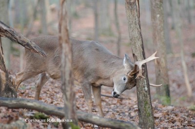 The problem is that our search begins and ends where we want the deer to be rather than where they actually are.