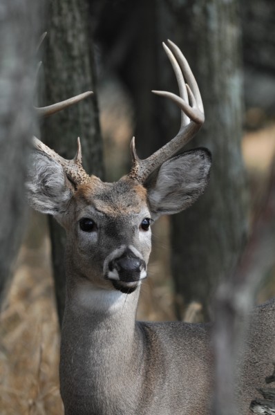 Keeping up on your archery skills now in the summer months will pay dividends when encountering a buck such as this one later in the fall.