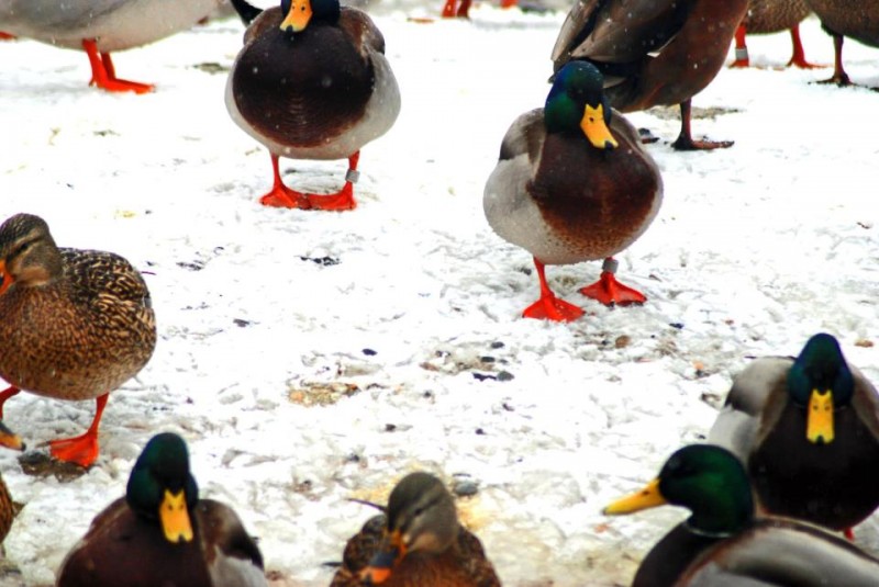 When the ice is kicking in, hearty ducks like mallards and black ducks will pile into the creeks and open water before finally making the trip south. Image courtesy Hard Core Decoys.