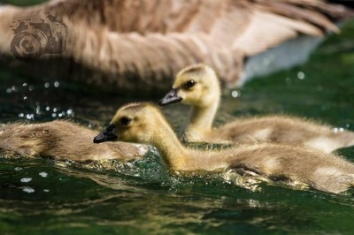 Habitat projects create valuable breeding grounds for waterfowl. Image by Scott Ruduner.
