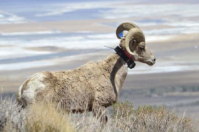 The headgear on bighorn sheep can weigh upwards of 30 pounds.