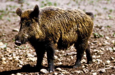 There are over five million feral pigs in America and no state has more than Texas.