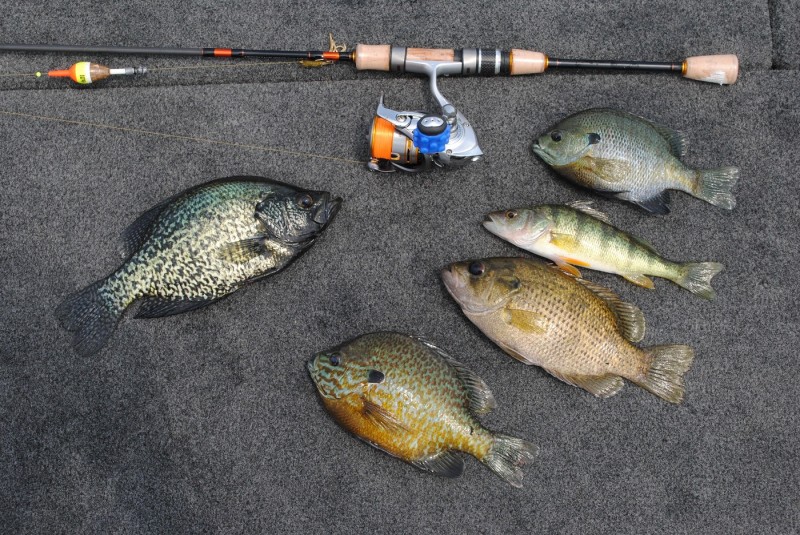 Michigan's Lake St. Clair is more than just the best bass lake in America--it offers up plenty of panfish, too. From left: Black crappie, pumpkinseed, rock bass, yellow perch, bluegill.