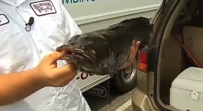 Snakeheads are considered by wildlife agencies to be an invasive and potentially destructive fish.