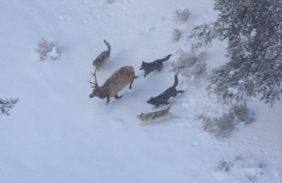 Elk migrating further into Yellowstone are met with wolves, bears, and poor habitat.