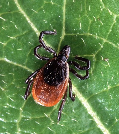 Blacklegged ticks can carry a host of diseases, and now a new virus is taking root in New York.