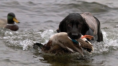 Take the time to condition your hunting dog in the summertime.