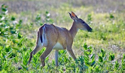 Approximately 940 leftover Kansas nonresident white-tailed deer permits are still available.