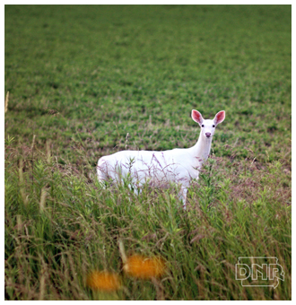 An image of the albino deer that has been repeatedly sighted near an Iowa state park.