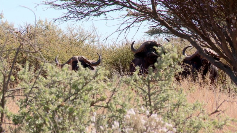 Africa's Cape buffalo have been dubbed the "Black Death" by those who have borne witness to their awesome power.