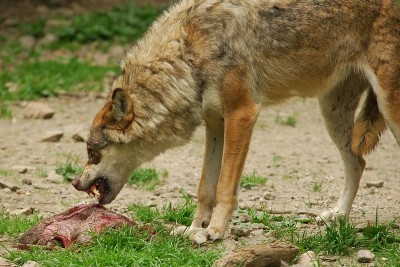 A French Eurasian wolf feeding.
