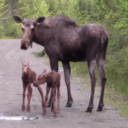 moose