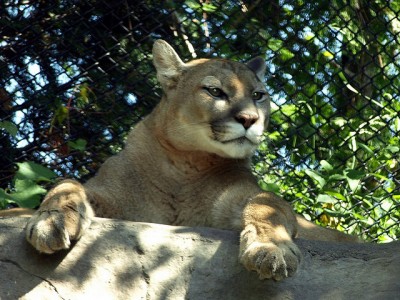 Mountain lions can be dangerous if provoked, and playing dead will not fool these large cats.