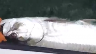 A screenshot from the video Captain Justin Moore took of his potential record tarpon before releasing it. Experts estimate it could have weighed from 300 to 340 pounds.