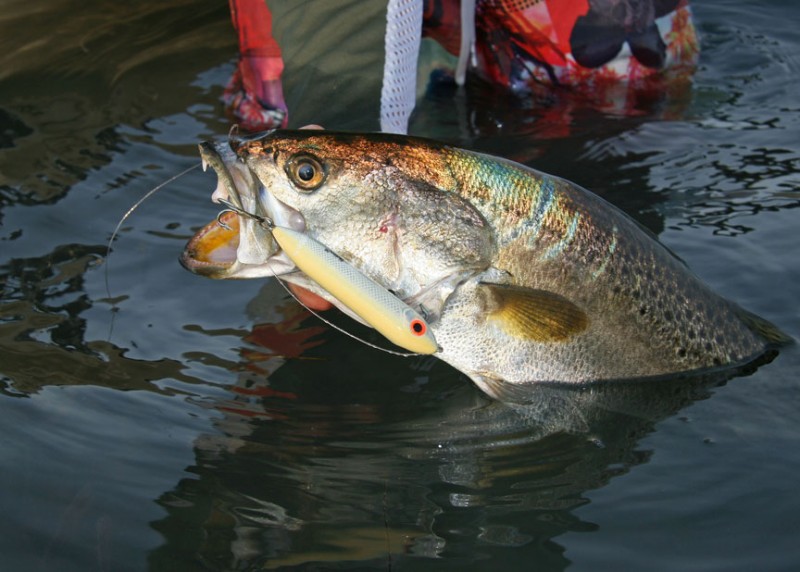 Topwater trout are a popular sport fish for Florida's shallow water anglers.