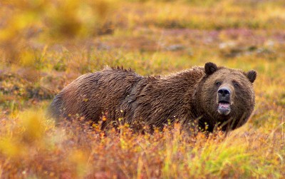 Bears are powerful creatures and best avoided in the wild.