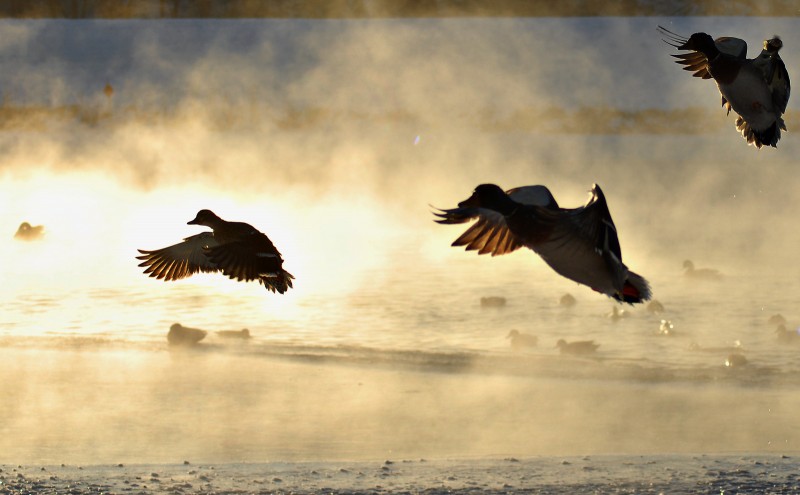 Although duck numbers remain strong, hunting opportunities still depend on local weather, food, and habitat availability.