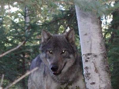 A survey conducted in 2008 pegged Minnesota's wolf population at 2,921 animals. According to the state's Department of Natural Resources, there has been no significant change in poulation over the last 10 years, signifying a full recovery.