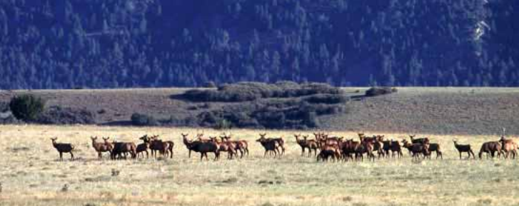Rocky Mountain elk returned to New Mexico after extensive restoration efforts between the years of 1910 and 1966. Now these animals may face another threat.