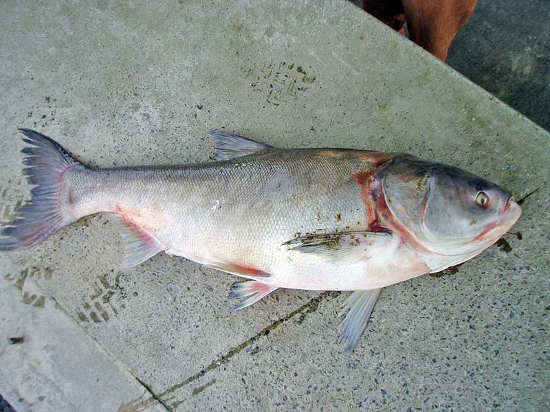 A silver carp. Silver carp are one of the fish species commonly referred to as Asian carp.