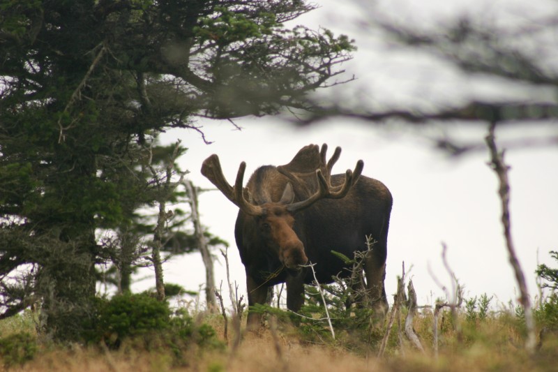 The New Hampshire moose population is on the decline.