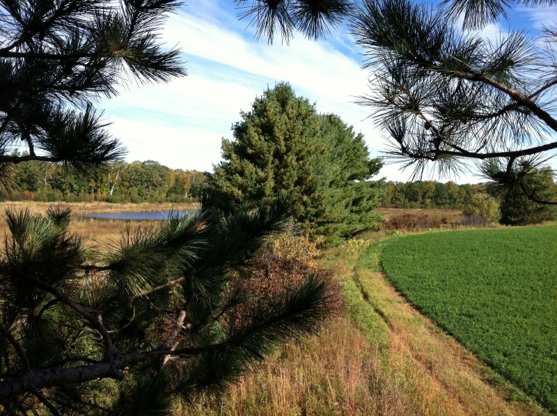 During the early archery season, whitetails are still in predictable travel patterns between feeding and bedding areas. If you can find transition areas between where they spend their days lounging around and where they feed at night, chances are it'll be a good place to bag an early season whitetail.