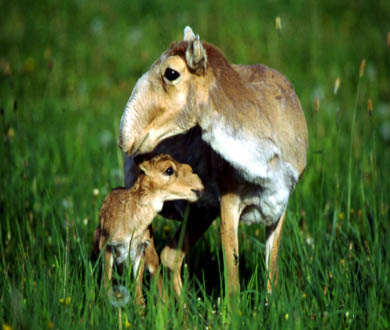 The saiga antelope is beginning to bounce back after a tumultuous period that saw its population decline by more than 90 percent.