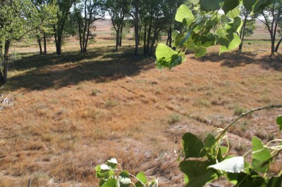 Out West, whitetails travel on predictable routes from their bedding areas to the green fields. This makes hunting them fun and productive. You will see a lot of deer.