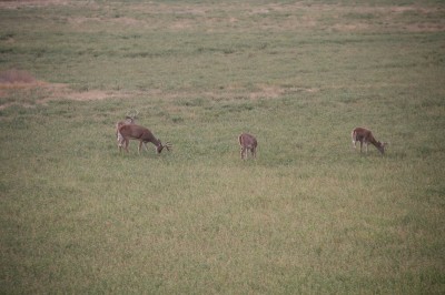 Alfalfa is one of the primary foods of the whitetails so the deer are often unpopular with the farmers. Outfitters have leased up some of the land but some great areas are available to the hunter who wants to hunt on his own.