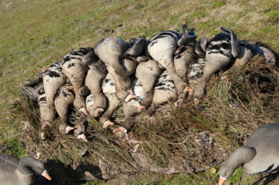 Brushing in your blind and reducing the profile helps increase your chances of limiting out. Image by Scott Roduner.
