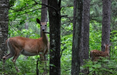 Are deer the underdog predators of the forest? Probably not, but they still splurge on meat once in a while.