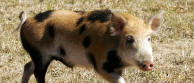 Feral pigs may be a problem in some American states, but their numbers have skyrocketed in Australia.