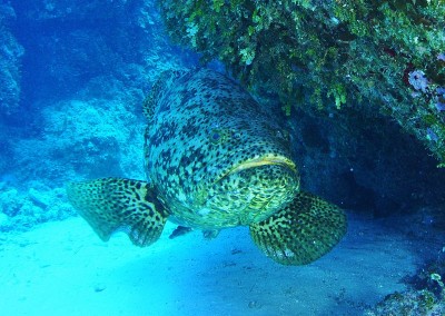 The goliath grouper is more fragile than it looks. Its bones are not strong enough to bear its mass outside of water and the fish will sustain internal injuries if handled incorrectly.