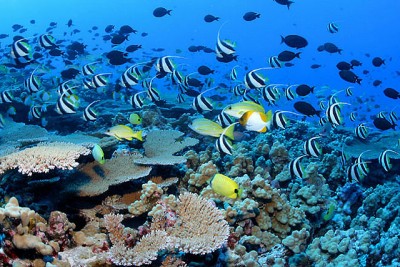Experts are worried that the molasses spill could spell long-term damage for Hawaii's reefs.