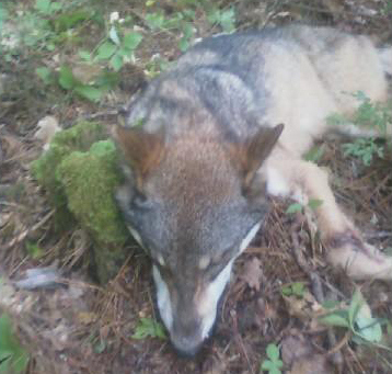 This roughly 75-pound wolf was trapped two days after it attacked a Minnesota camper.