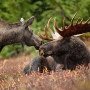 Minnesota's moose population is in dire straits after falling 52 percent since 2010.