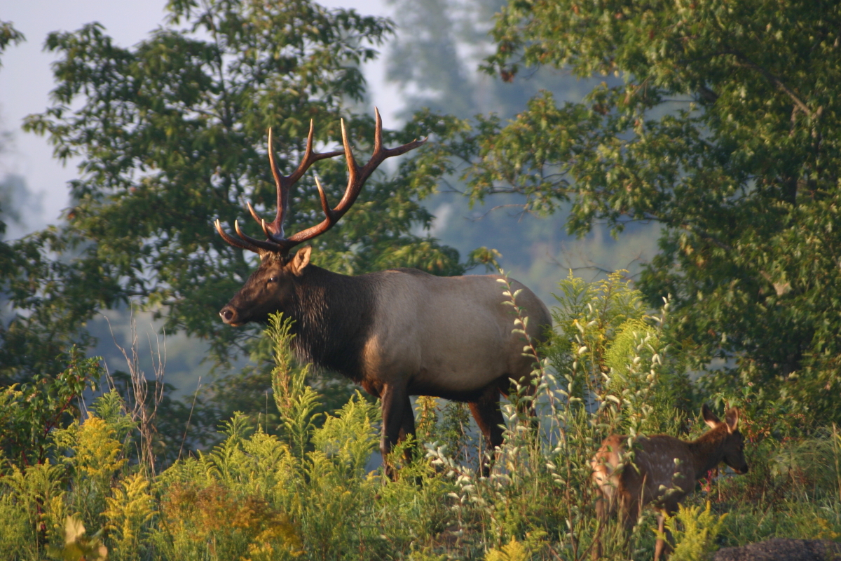 kentucky elk hunting