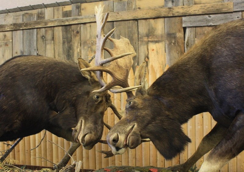 New Hampshire’s “Forever Locked” moose display evolved from two bulls found in a state park in 2003.
