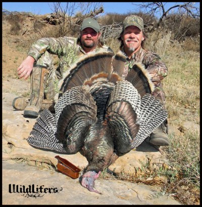 Danger on a turkey hunt Wildlifers